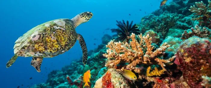Paquete 1 – tortuga marina y arrecife de coral